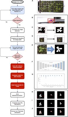 Time-Series Growth Prediction Model Based on U-Net and Machine Learning in Arabidopsis